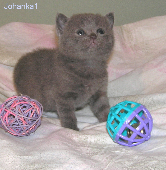Johanka1.jpg