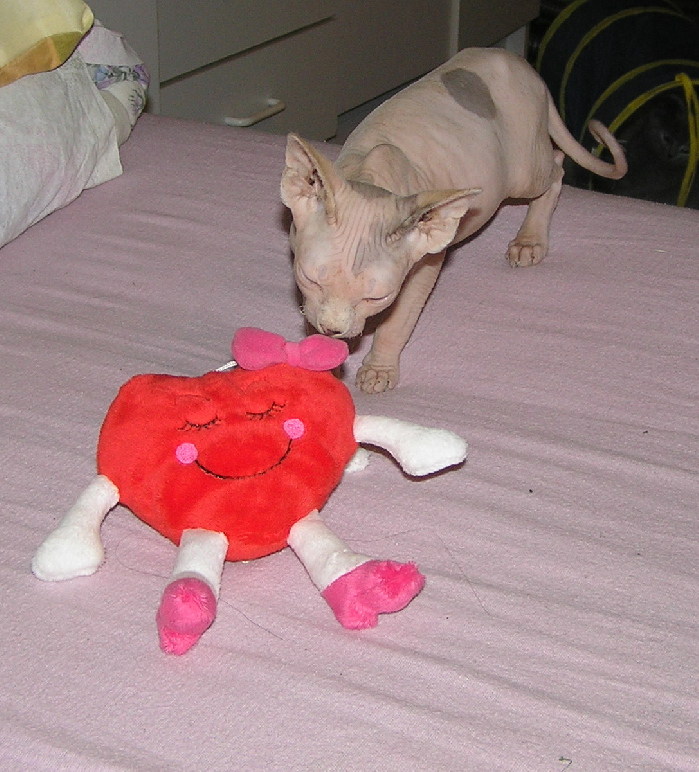 naše nová sphynxí čičií.jpg