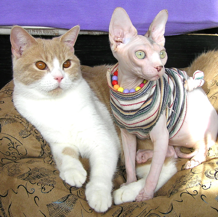 britak a sphynx.jpg