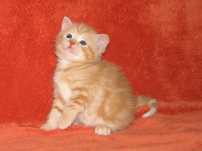 Vanocni cervena lasenka.jpg