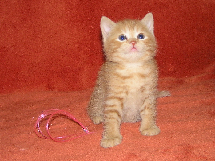 teckovany chlapecek.jpg
