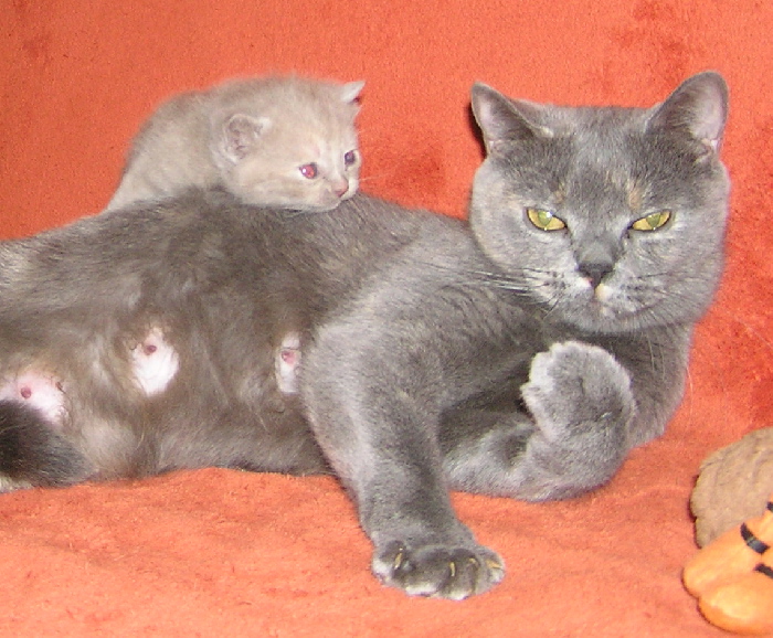 mamii,kuk.jpg