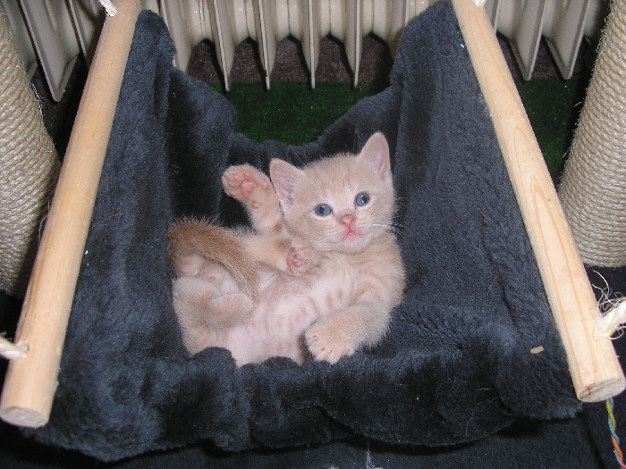 P1014411 Krémový kocourek.jpg