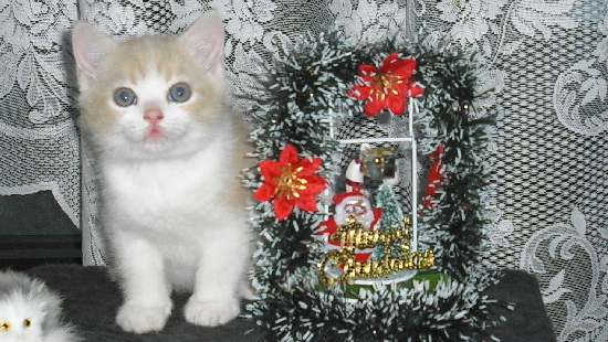 bruno,merry christmas.jpg